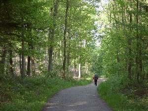 wald29
