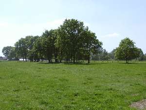 wald41