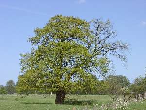 wald49