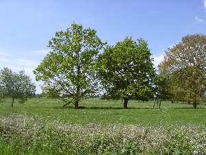 wald50