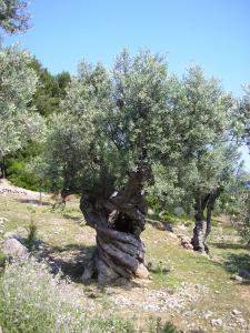 wald60